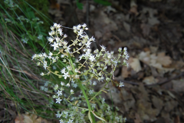 Sedum cepaea